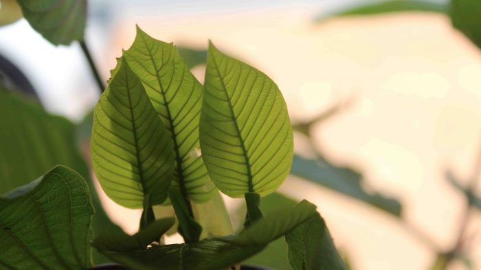 Why Kratom Is More Than Just A „Legal High“