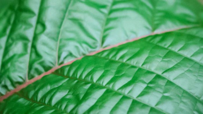 Kratom Alkaloids: What Are They and What Do They Do