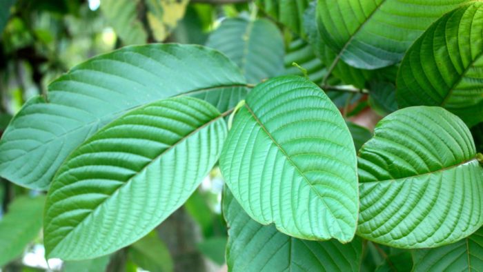 Kratom Tolerance and How to Manage it